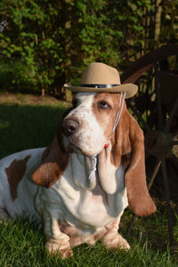 Dog on field wearing cowboy hat 