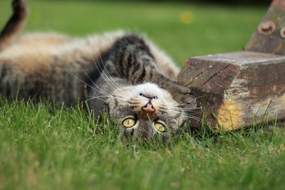 Cat lying on grass