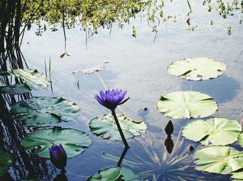 Close-up of lotus water lily in lake