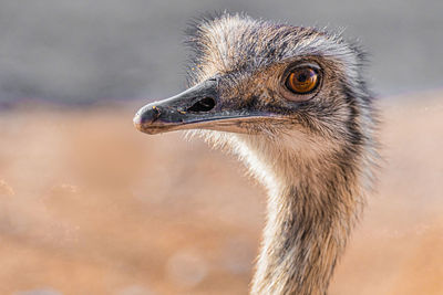 Close-up of ostrich 