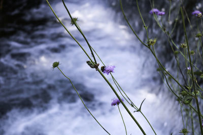 Close-up of purple flowering plant