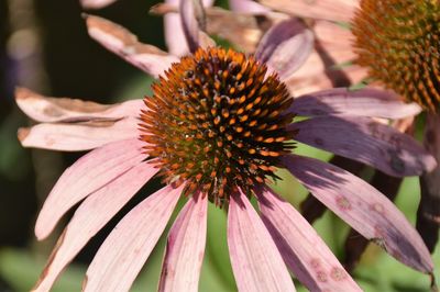 Close-up of flower