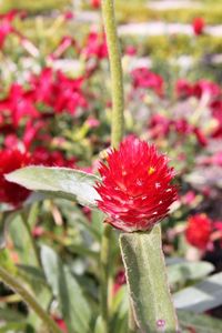 Close-up of red poppy blooming outdoors