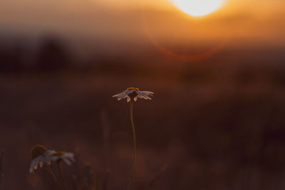 Close-up of wilted flower at sunset