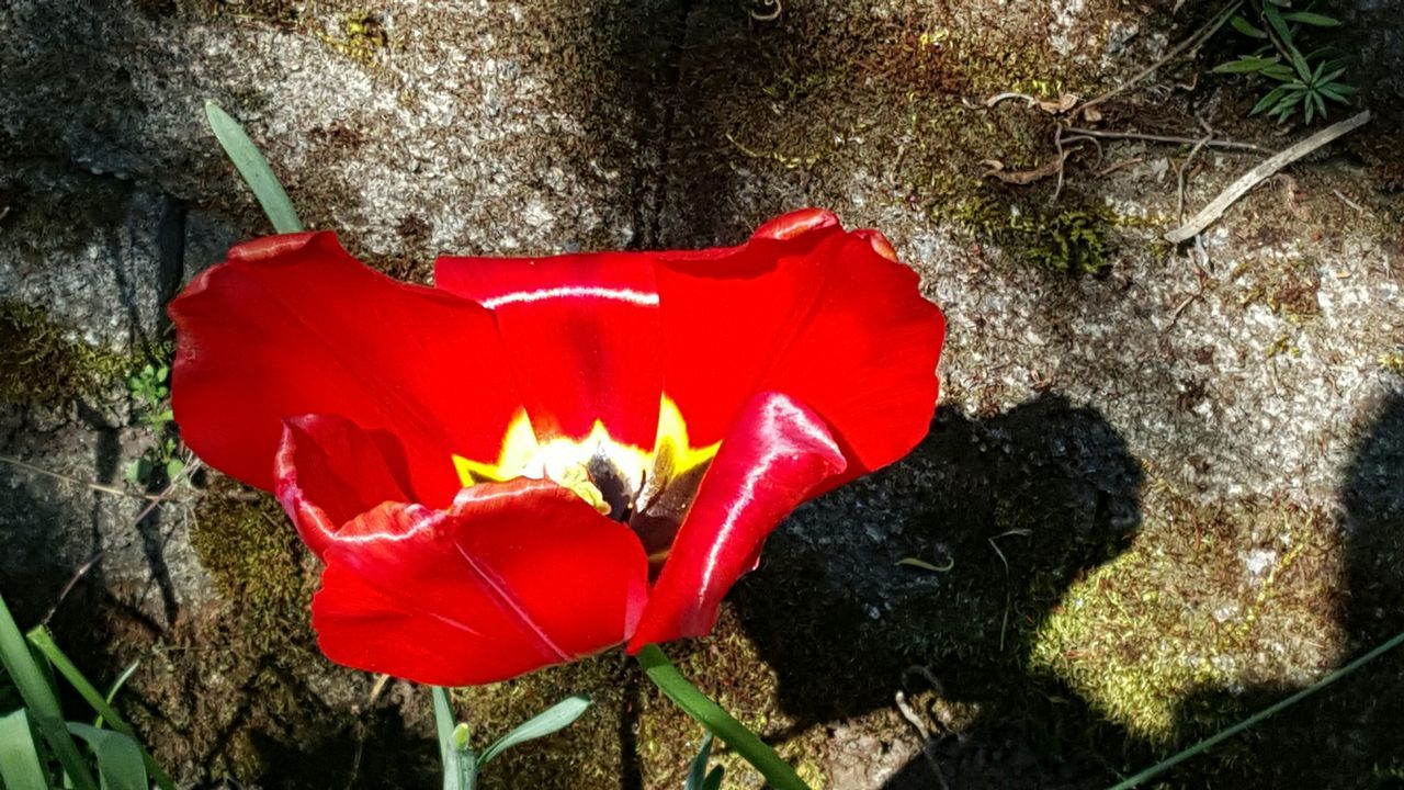 flower, petal, red, flower head, freshness, fragility, growth, poppy, single flower, beauty in nature, plant, blooming, nature, high angle view, close-up, stamen, in bloom, pollen, field, hibiscus