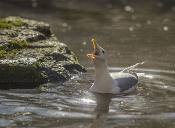 Bird swimming in lake