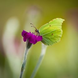 Close-up of insect on flower