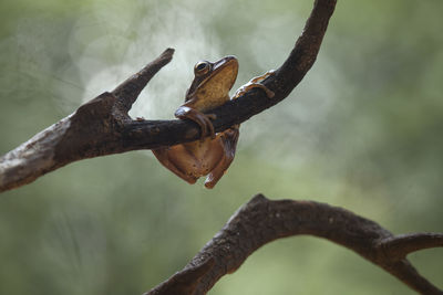 Frog on nature place