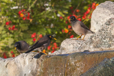 View of birds perching on rock