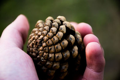 Close-up of hand holding turtle