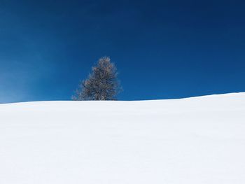 Trees on snow covered field against clear blue sky