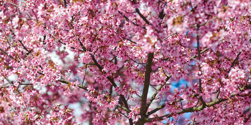 Low angle view of cherry blossom tree