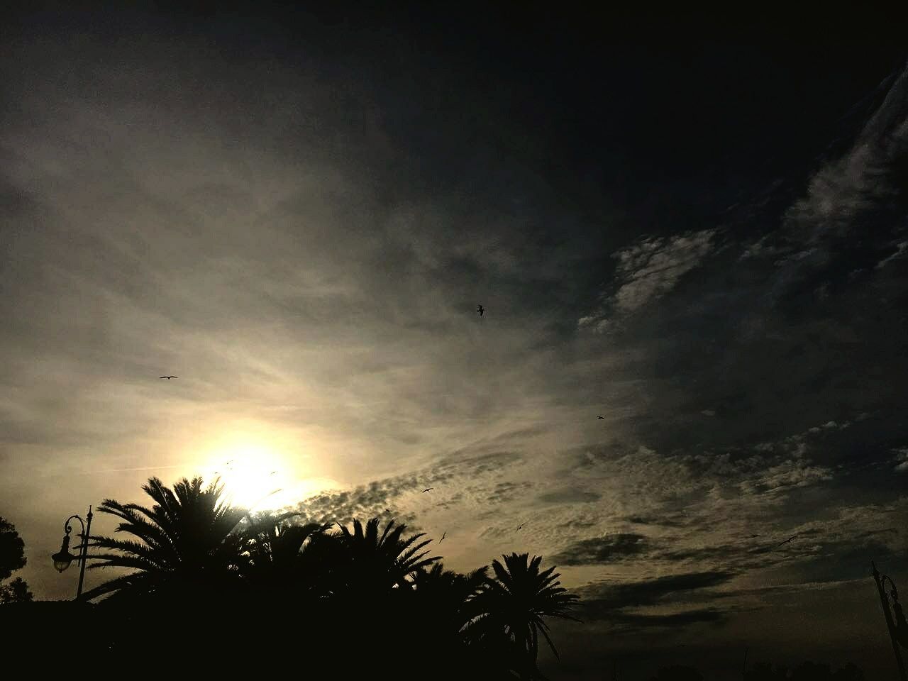 silhouette, tree, sunset, low angle view, beauty in nature, nature, no people, scenics, sky, tranquil scene, palm tree, tranquility, cloud - sky, outdoors, day