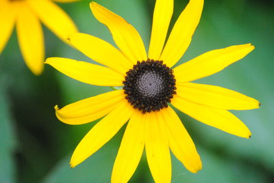 Close-up of yellow flower