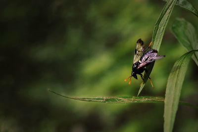 Close-up of insect on plant