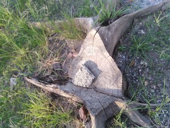 High angle view of lizard on wood in field