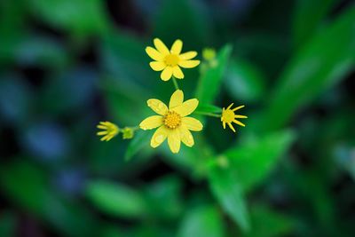 Close-up of yellow flowers growing on plant