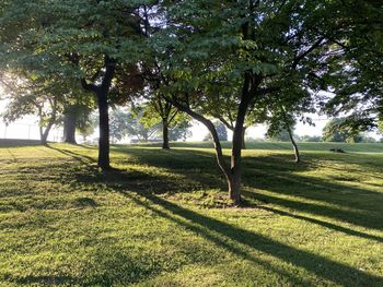 Trees on field