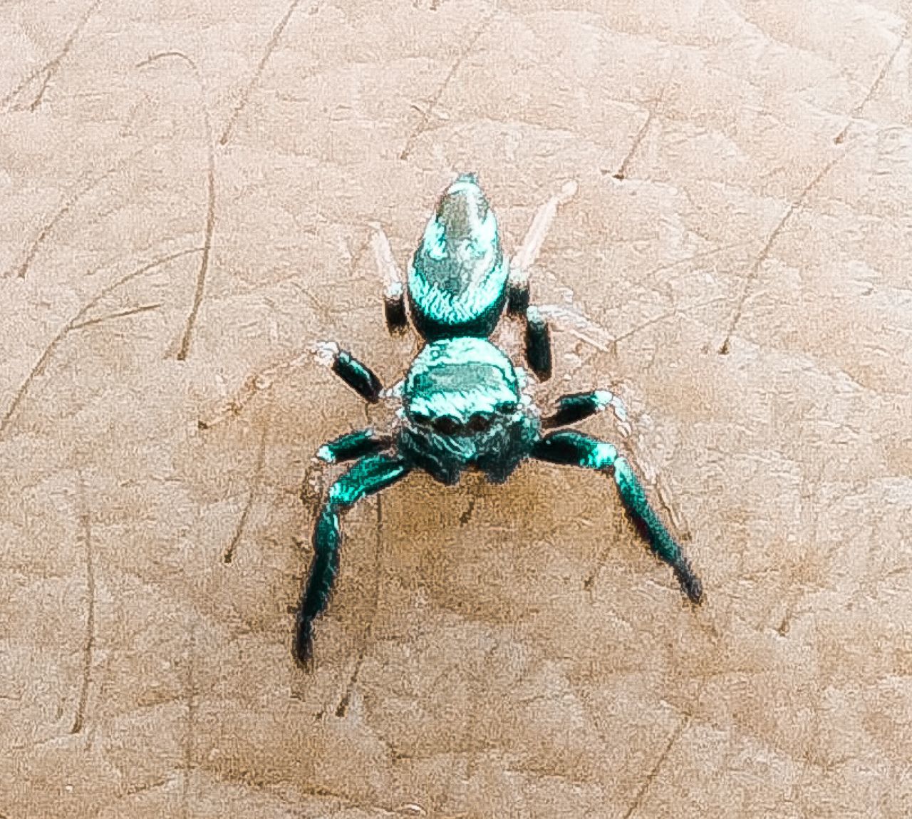 HIGH ANGLE VIEW OF SPIDER ON WALL