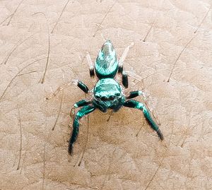 High angle view of spider on floor