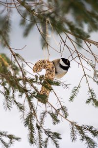 Low angle view of bird perching on branch