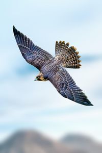 Close-up of bird flying against sky