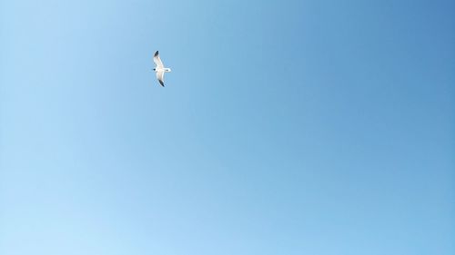 Low angle view of eagle flying against clear blue sky