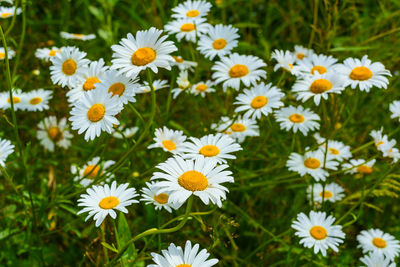 Close-up of white daisy flowers