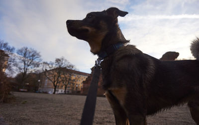 Close-up of dog looking away