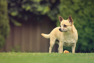 Dog standing on grassy field