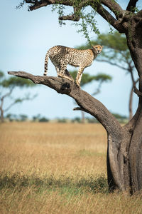 Cheetah standing on tree branch