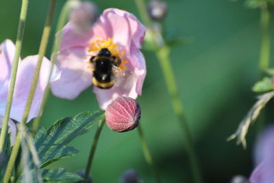 Close-up of bee pollinating on purple flower