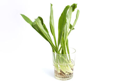 Close-up of plant against white background