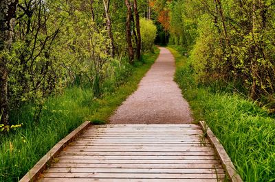 Narrow pathway along trees