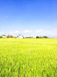 Scenic view of field against clear blue sky