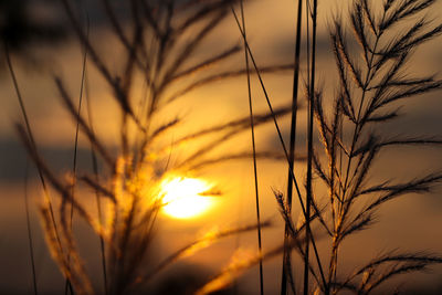 Close-up of silhouette plants against sunset sky