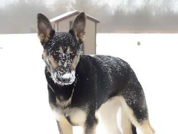 Portrait of a dog in snow