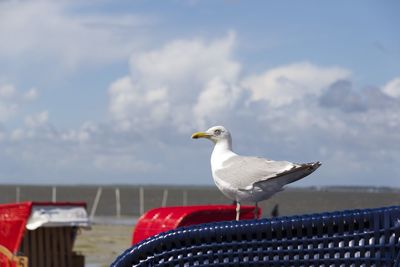 Seagull perching on wooden post