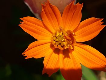 Close-up of orange flower