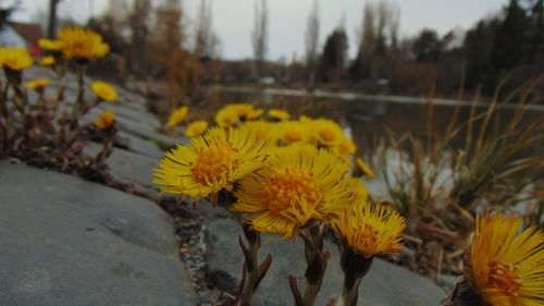 Close-up of yellow flowering plant