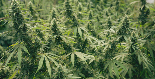 Flower bud of cannabis satival in the greenhouse, marijuana flower bud background, herbal medicine. 