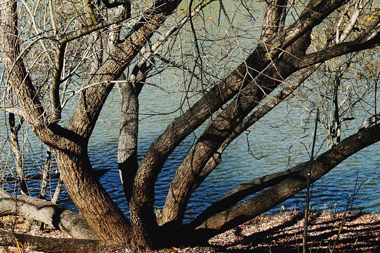 Tree by water