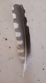 Close-up of feather