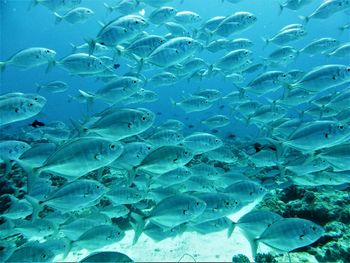 Fish swimming in sea