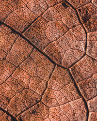 Full frame shot of tree trunk