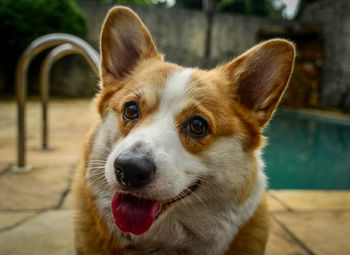 Close-up portrait of dog