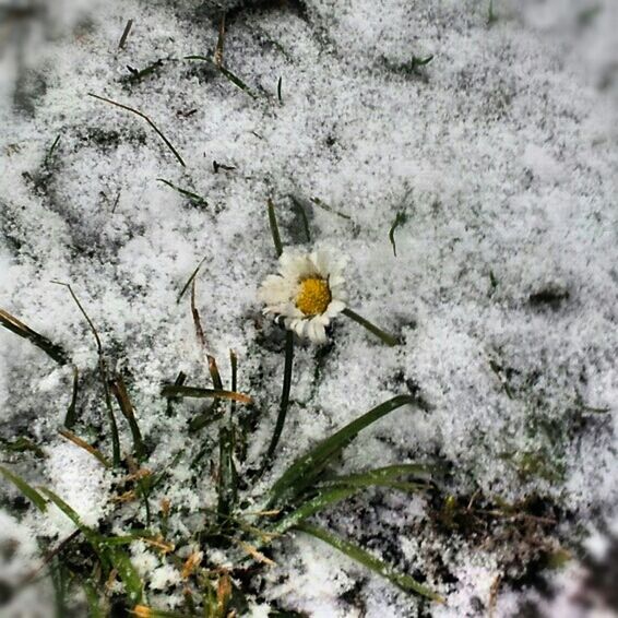 flower, growth, nature, fragility, white color, plant, beauty in nature, winter, yellow, high angle view, freshness, petal, snow, close-up, field, flower head, cold temperature, blooming, selective focus, day