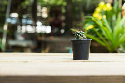 Close-up of plant on table