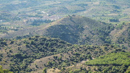 High angle view of trees on landscape