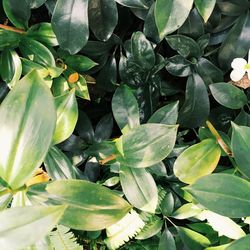 Full frame shot of green plant